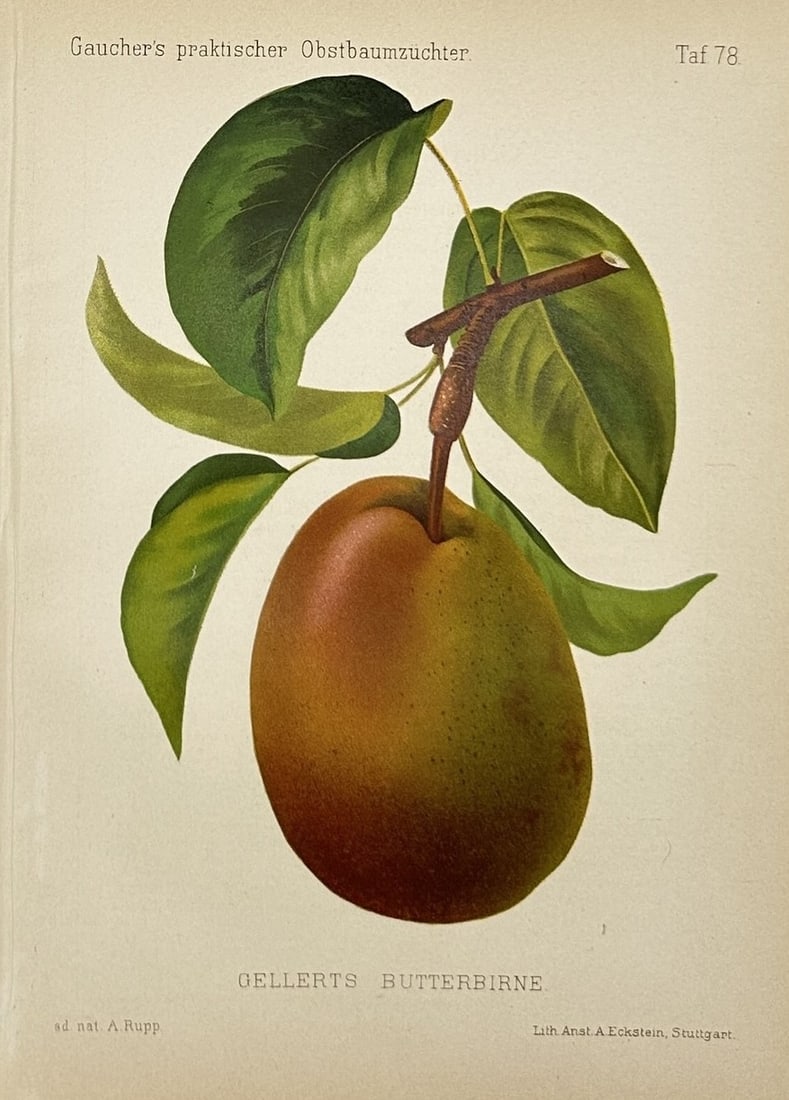 Nicolas Gaucher & Johann Georg Keller – Gellerts Butterbirne: This richly colored chromolithograph shows the Gellerts Butterbirne pear, transitioning from golden tones to deep russet red, surrounded by broad green leaves. Issued as part of Gaucher’s praktische
