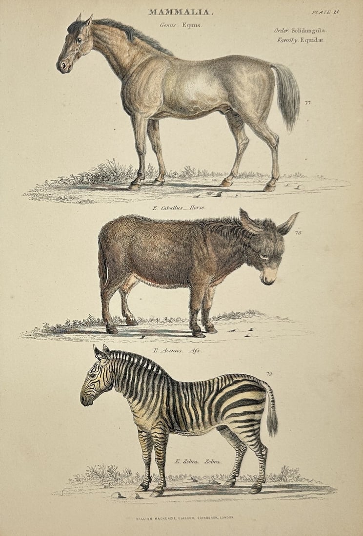 William Mackenzie (1794–1868) – Hand-Coloured Engraving of Equids – Natural History Plate: This original hand-coloured engraving features three members of the genus Equus: the Horse (E. Caballus), the Ass (E. Asinus), and the Zebra (E. Zebra). Each animal is finely rendered and labelled, ex