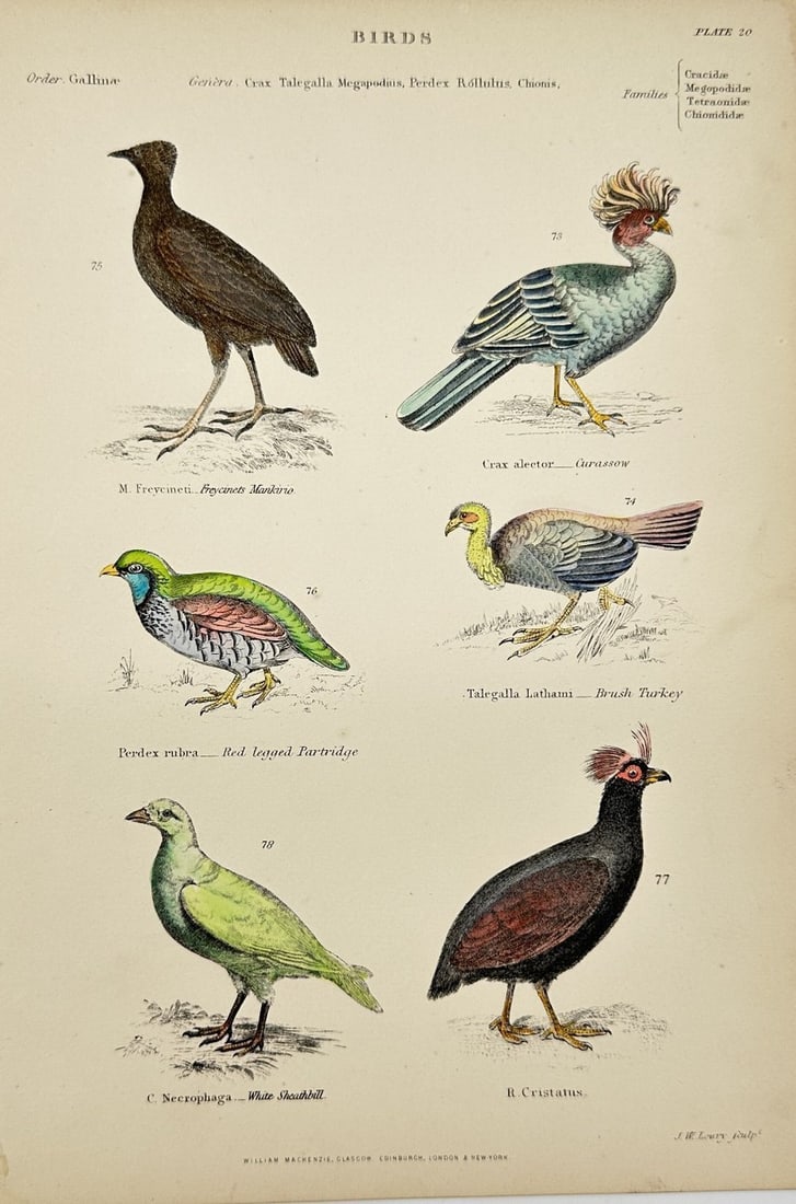 William Mackenzie (1794–1868) – Hand-Coloured Engraving of Game Birds: This original hand-coloured engraving features various species of game and ground-dwelling birds, including the Freycinet’s Mankiro (M. Freycineti), the Curassow (Crax alector), the Brush Turkey (Ta