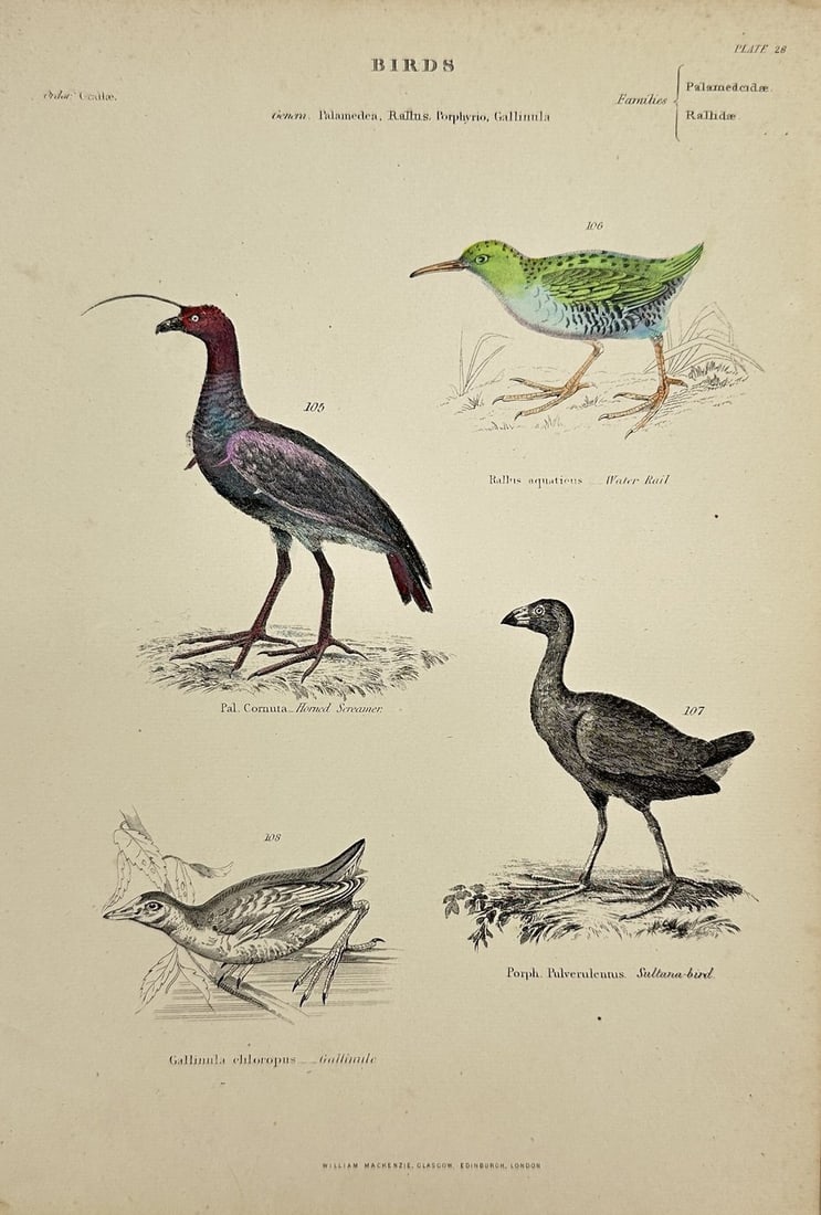 William Mackenzie (1794–1868) – Hand-Coloured Engraving of Wading Birds: This original hand-coloured engraving features a variety of wading birds, including the Horned Screamer (Pal. Cornuta), the Water Rail (Rallus aquaticus), the Sultana Bird (Porph. Pulverulentus), and 