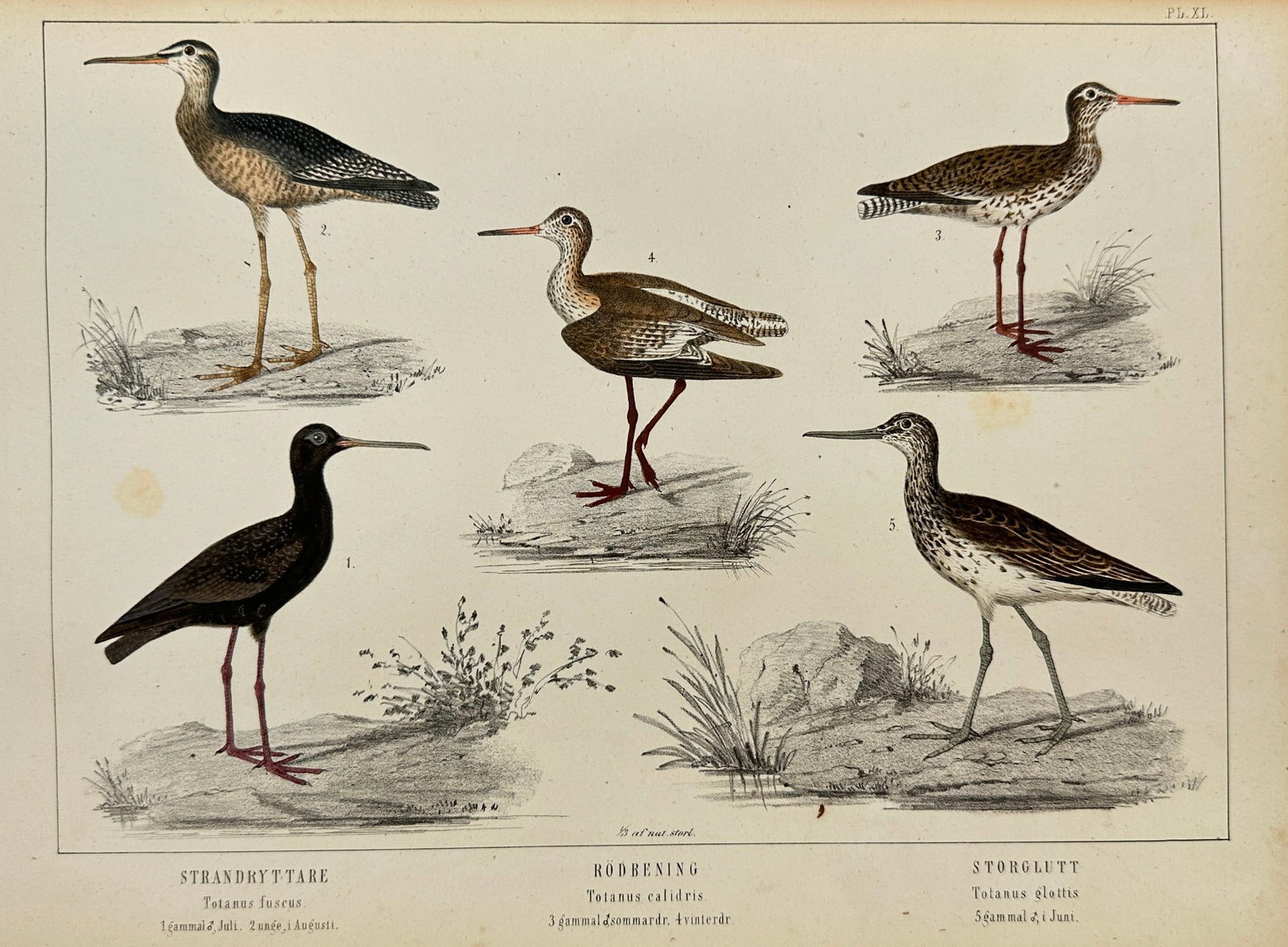 Peter Akerlund (c.1835–1871) – Lithograph of Waders: Redshank, Greenshank: This original antique lithograph features five species of wading birds including the Spotted Redshank (Totanus fuscus), Common Redshank (Totanus calidris), and Greenshank (Totanus glottis), among othe