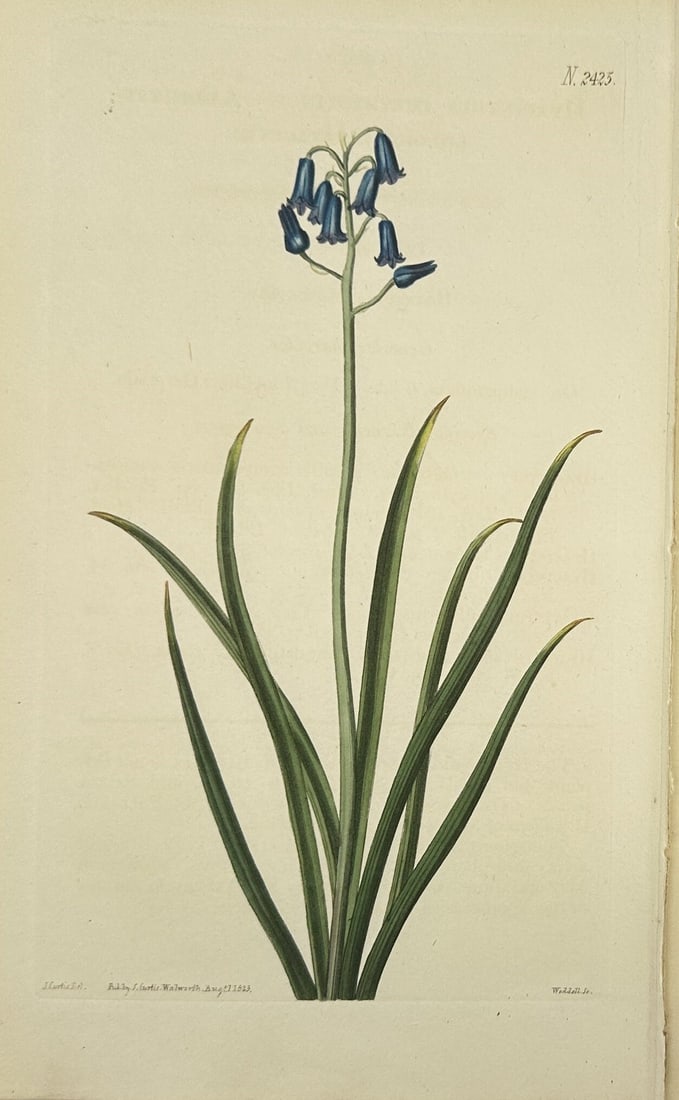 John Curtis (1791–1862) – Hand-Coloured Engraving of Bluebell – British Botanical Illustration: This original hand-coloured engraving features a detailed depiction of the Bluebell, showcasing the plant’s elegant bell-shaped flowers and slender leaves. The work was published as part of the reno