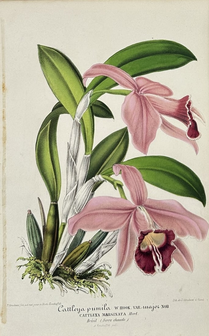 John Curtis (1791–1862) – Cattleya Marginata (Cattleya pumila var. major) – Hand-Coloured: This hand-coloured botanical engraving depicts the orchid species Cattleya marginata, also referred to as Cattleya pumila var. major, with the original French caption indicating its origin in Brazil a