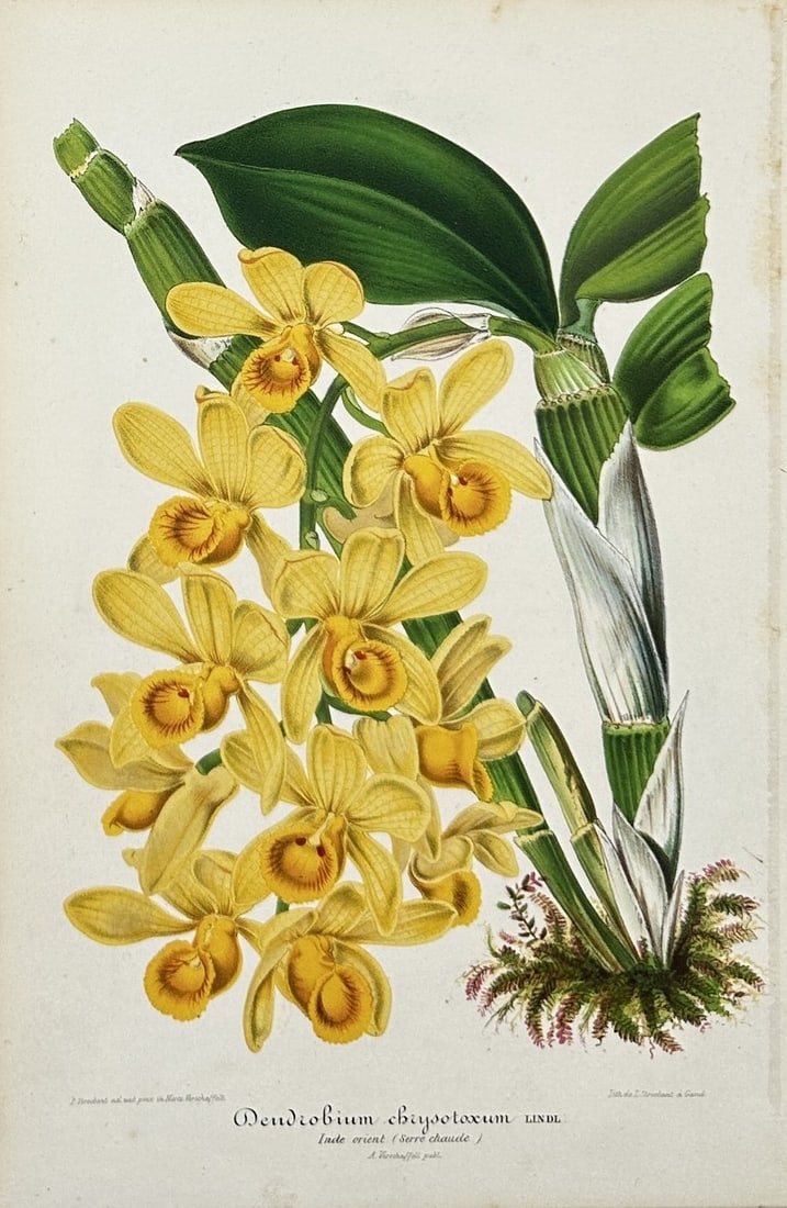 John Curtis (1791–1862) – Dendrobium Chrysotoxum – Hand-Coloured Engraving (1839): This hand-coloured botanical engraving represents the species Dendrobium chrysotoxum, a striking orchid native to tropical Asia, here indicated with the original French caption as originating from the