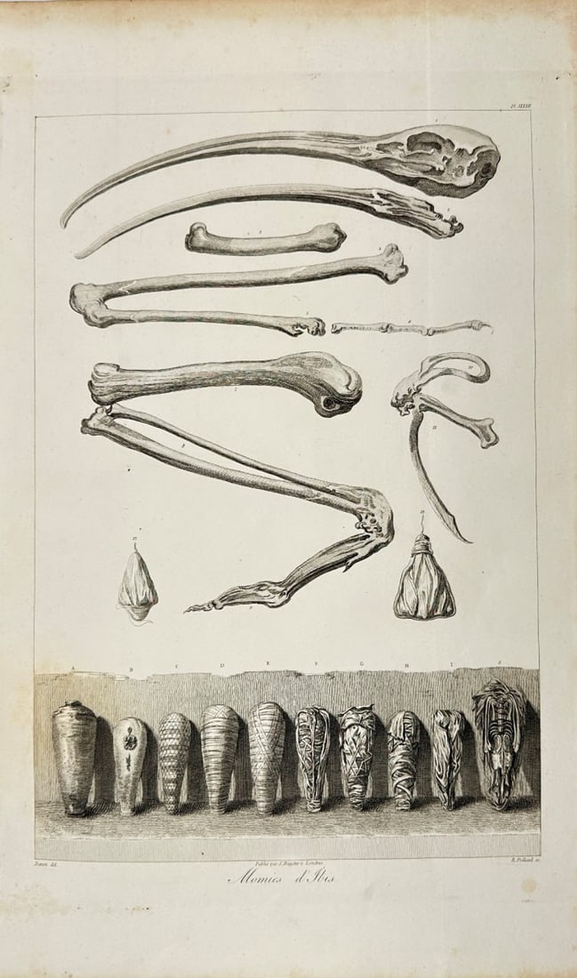 Dominique Vivant Denon (1747–1825) – Remains of an Ibis – Engraving (1809) (1 of 2)