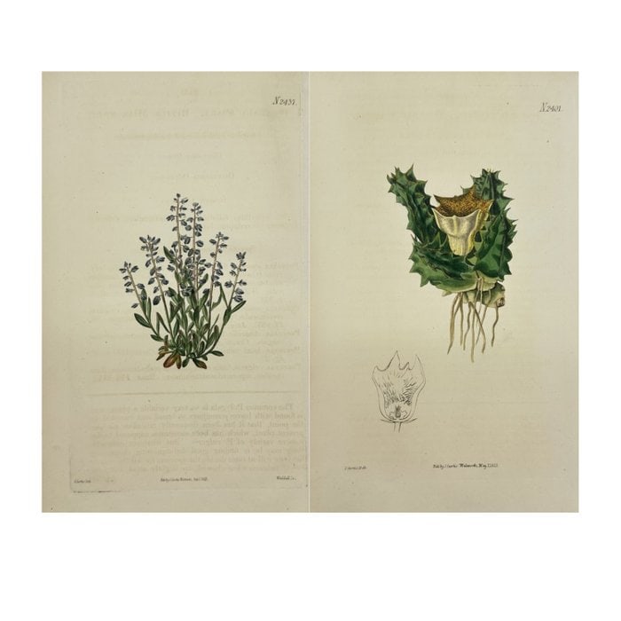 William Curtis – Set of 2 Antique Botanical Prints – No. 2401 & No. 2437 (1 of 5)