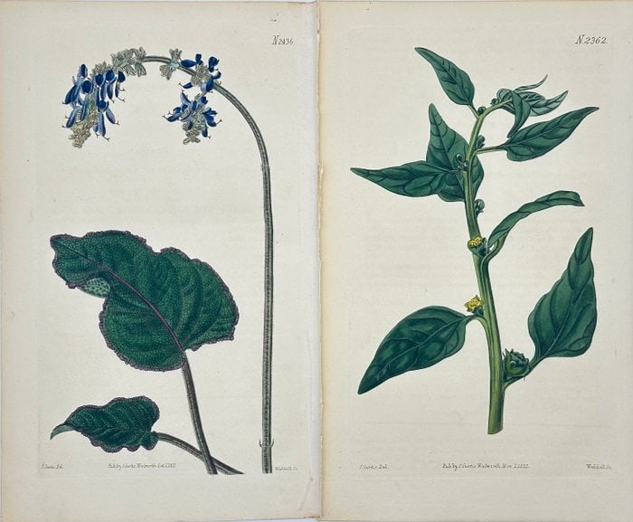 William Curtis - Set of 2 Botanical Prints – Corydalis & Solanum nigrum – Engraving - 1832 (1 of 5)