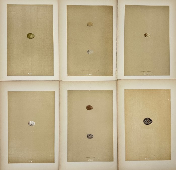 Francis Orpen Morris (1810–1893) – Set of 6 Bird Egg Prints – Thrush Nightingale (1 of 5)