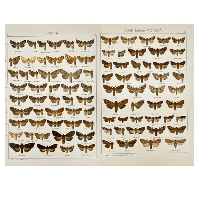 Adalbert Seitz (1860–1938) – Set of 2 Antique Butterfly Prints – Rare Polia Print (1 of 5)