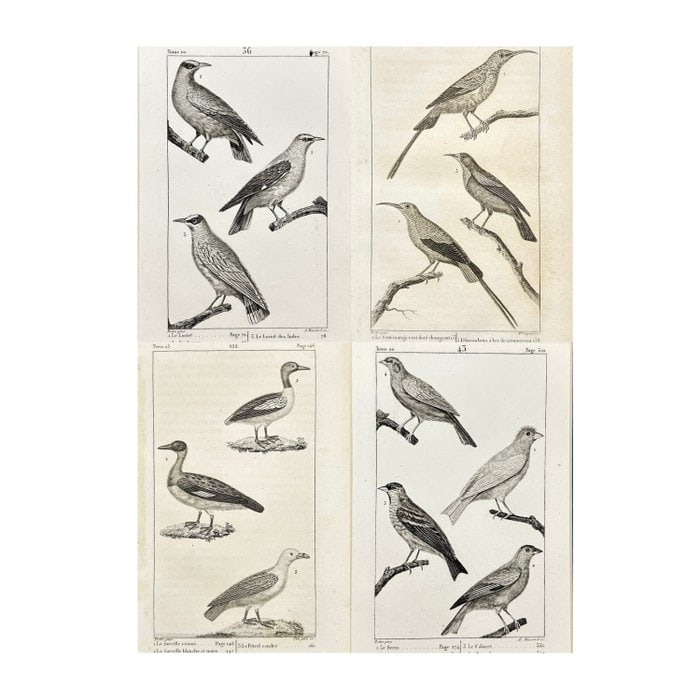 Georges-Louis Leclerc de Buffon (1707–1788) – Set of 4 Antique Bird Prints (1 of 5)