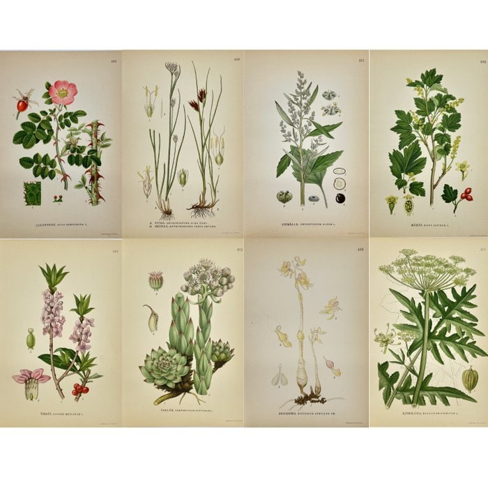 Carl Lindman (1856–1928) – Set of 8 Original Botanical Prints: This lovely set of eight chromolithographic botanical prints originates from Carl Lindman’s Bilder ur Nordens Flora, published in Stockholm by Wahlström & Widstrand in 1905. Each plate presents a d