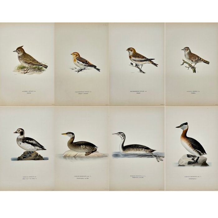Magnus von Wright (1805–1868) – Set of 8 Antique Bird Prints (1 of 9)