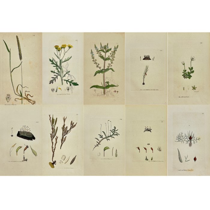 James Sowerby (1757–1822) – Set of 10 Hand-Coloured Botanical Engravings (1 of 12)