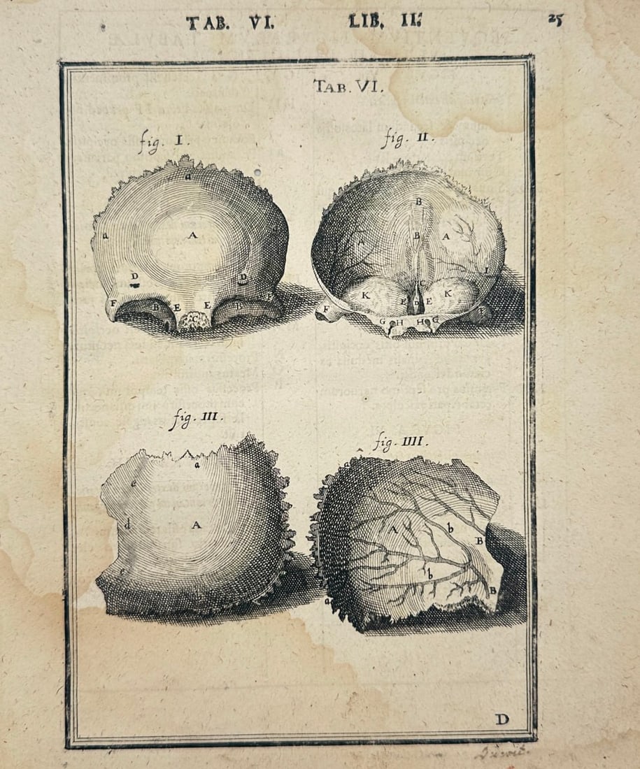 Adriaan van den Spiegel (1578–1625) – Anatomical Engraving (1 of 3)