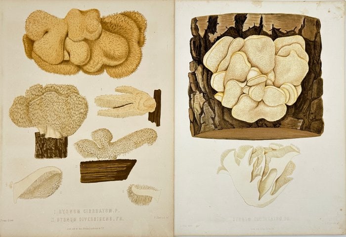 Elias Fries (1794–1878) – Set of 2 Mycological Prints – Hydnum Species (1 of 5)