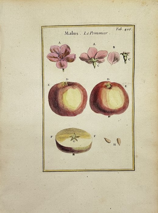 Joseph Pitton de Tournefort (1656–1708) – Malus (Apple) – Antique Hand-Coloured Engraving: This hand-coloured botanical engraving of the Malus (apple) is taken from the 1719 Paris edition of Institutiones rei herbariae, the influential botanical treatise by French botanist Joseph Pitton de 