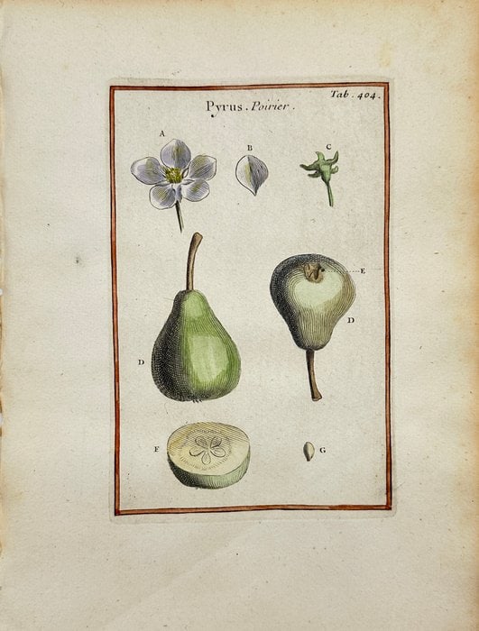 Joseph Pitton de Tournefort (1656–1708) – Pyrus (Pear) – Hand-Coloured Copper Engraving (c. (1 of 5)