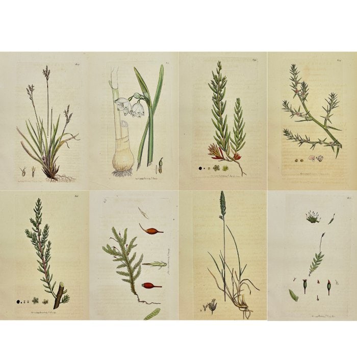 James Sowerby (1757–1822) – Set of 8 Prints – Hypnum Crispum (Curled Feather Moss): This original set of 8 hand-coloured engravings is from James Sowerby’s landmark botanical series English Botany or, Coloured Figures of British Plants, published in London by J. Davis between 1790 