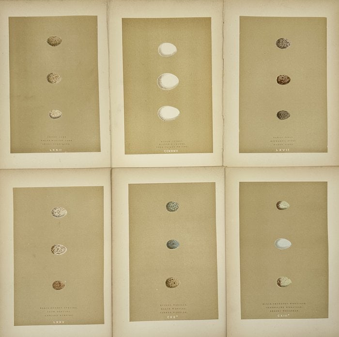 Francis Orpen Morris (1810–1893) – Set of 6 Bird Egg Illustrations – Brown Lark to White Lark: This beautifully preserved set of 6 chromolithographs originates from A Natural History of the Nests and Eggs of British Birds by Francis Orpen Morris, published in London by John C. Nimmo in 1896. Ea