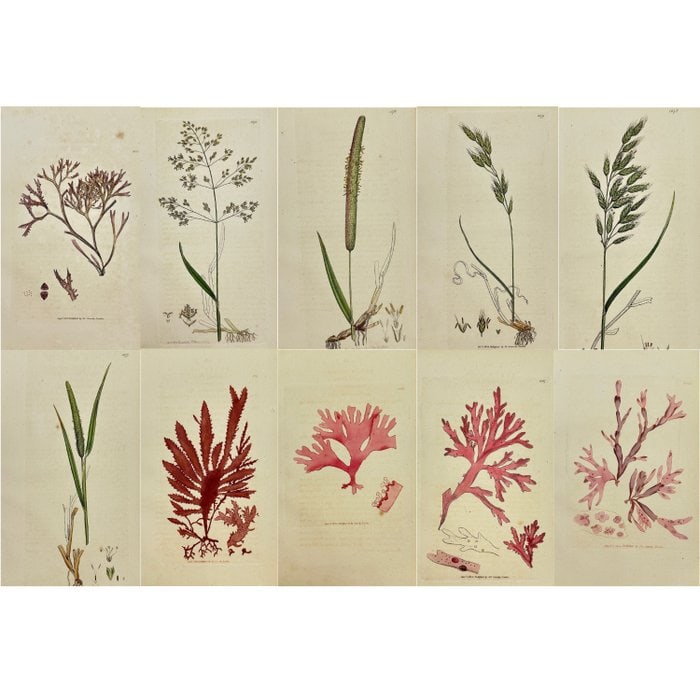 James Sowerby (1757–1822) – Set of 10 Antique Botanical Prints – Engraving (1790–1814) (1 of 12)