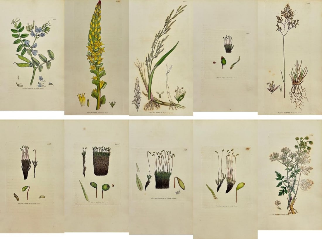 James Sowerby (1757–1822) – Set of 10 Antique Botanical Prints – Hand-Coloured Engravings (1 of 12)
