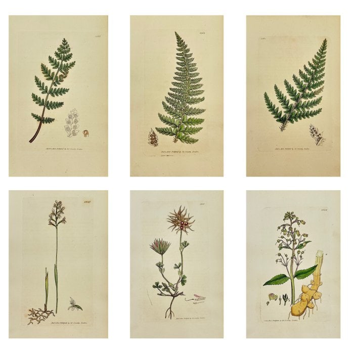 James Sowerby (1757–1822) – Set of 6 Antique Botanical Prints – Hand-Coloured Engravings: This set of 6 original hand-coloured engravings is from English Botany or, Coloured Figures of British Plants, with their Essential Characters, Synonyms and Places of Growth by James Sowerby, publishe