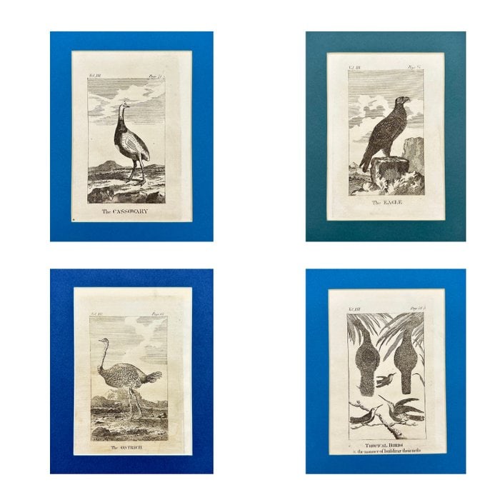 Oliver Goldsmith – Set of 4 Antique Bird Prints – The Cassowary – Casuarius – Engravings (1 of 6)