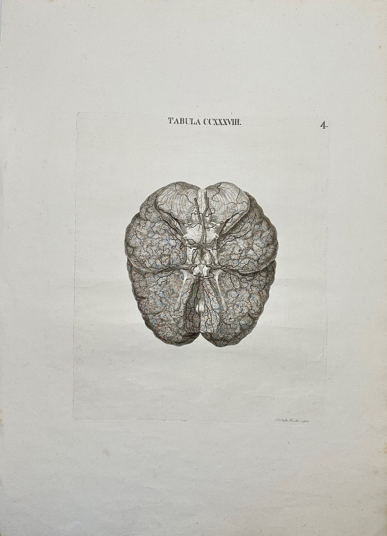 Antonio Caldani (1725-1813) - Large Anatomical Engraving – Human Anatomy – Brain – 1813 (1 of 5)