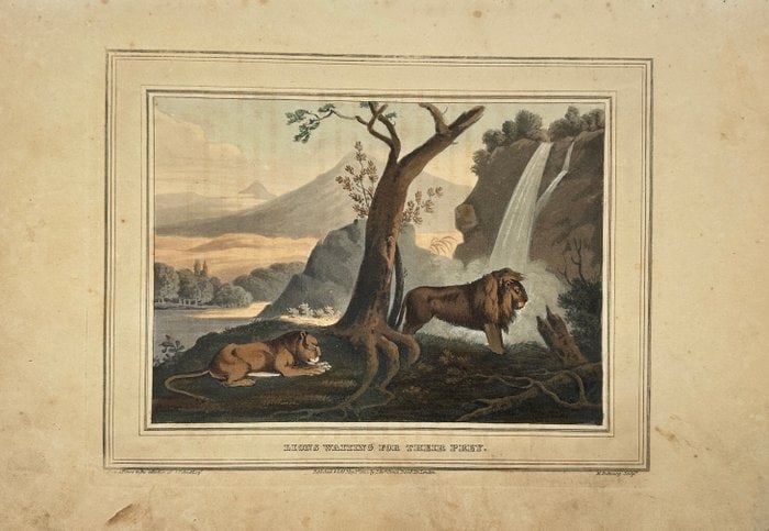 Palmer & Henry Dubourg – Lions Waiting for Their Prey – Hand-Coloured Engraving (1813): This finely executed hand-coloured aquatint from 1813 depicts a dramatic natural scene of two lions poised in a lush wilderness, awaiting their prey near a waterfall. The composition captures the tens
