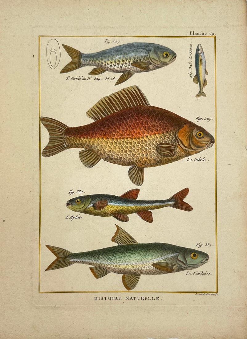 Pierre Joseph Bonnaterre & Robert Benard – La Gibele, L'Aphie, La Vandoise & Variété de (1 of 5)