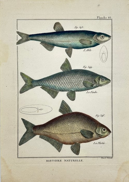 Pierre Joseph Bonnaterre & Robert Benard – La Breme, Le Couteau, La Bordeliere (1 of 5)