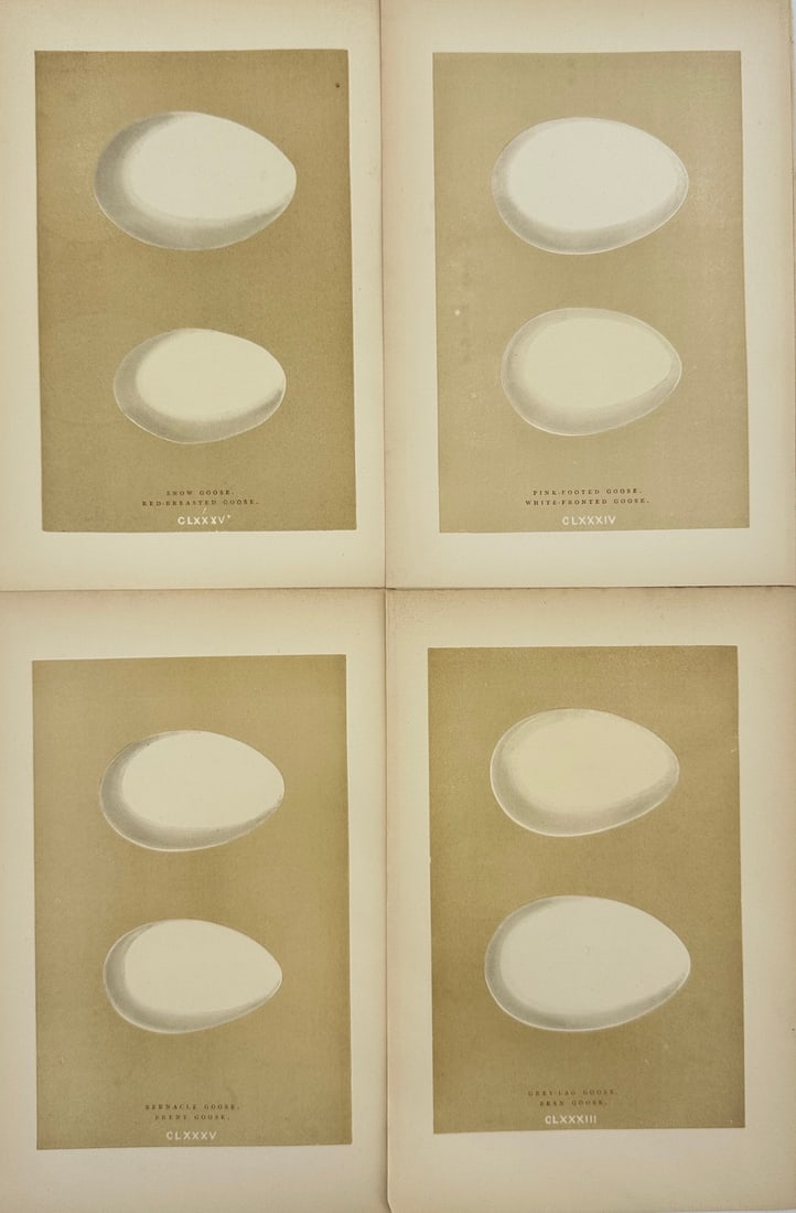 Francis Orpen Morris – Set of 4 Bird Eggs – Snow Goose, Red-Breasted Goose – Chromolithographs (1 of 5)