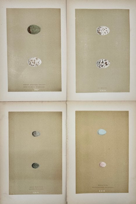 Francis Orpen Morris – Set of 4 Bird Egg Prints – Great Spotted Cuckoo, Nightjar, Wagtail (1 of 5)