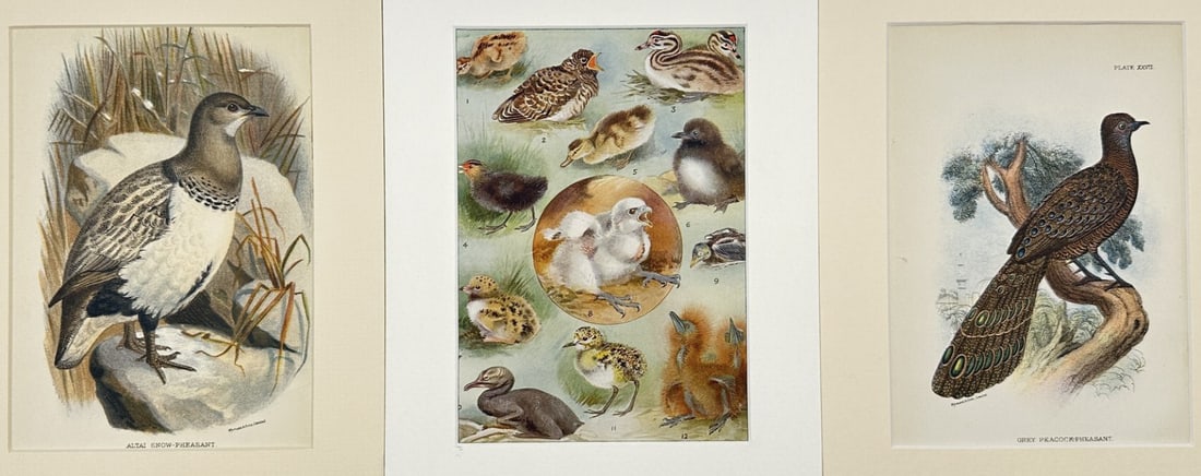 William Robert Ogilvie-Grant – Set of 3 Bird Prints – Altai Snow Pheasant (Tetraogallus (1 of 5)