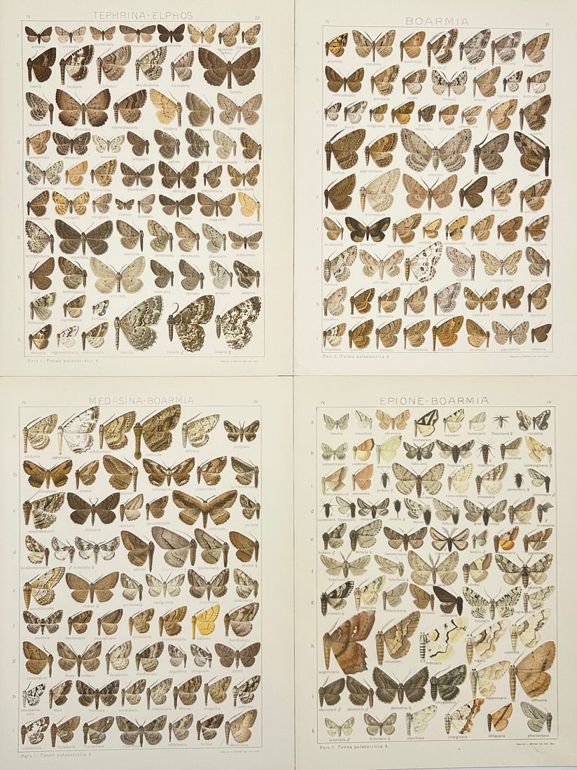 F. Havell, J.W. Lowry, William Mackenzie – Set of 4 Butterfly Plates – Hand-Coloured (1 of 5)