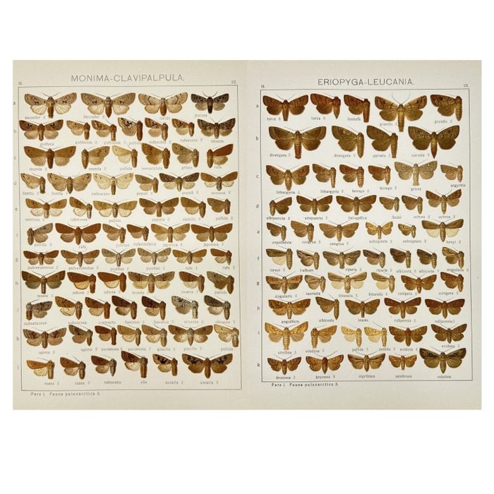 Adalbert Seitz – Set of 2 Butterfly Prints – Hand-Coloured Chromolithographs (1909–1915) (1 of 5)