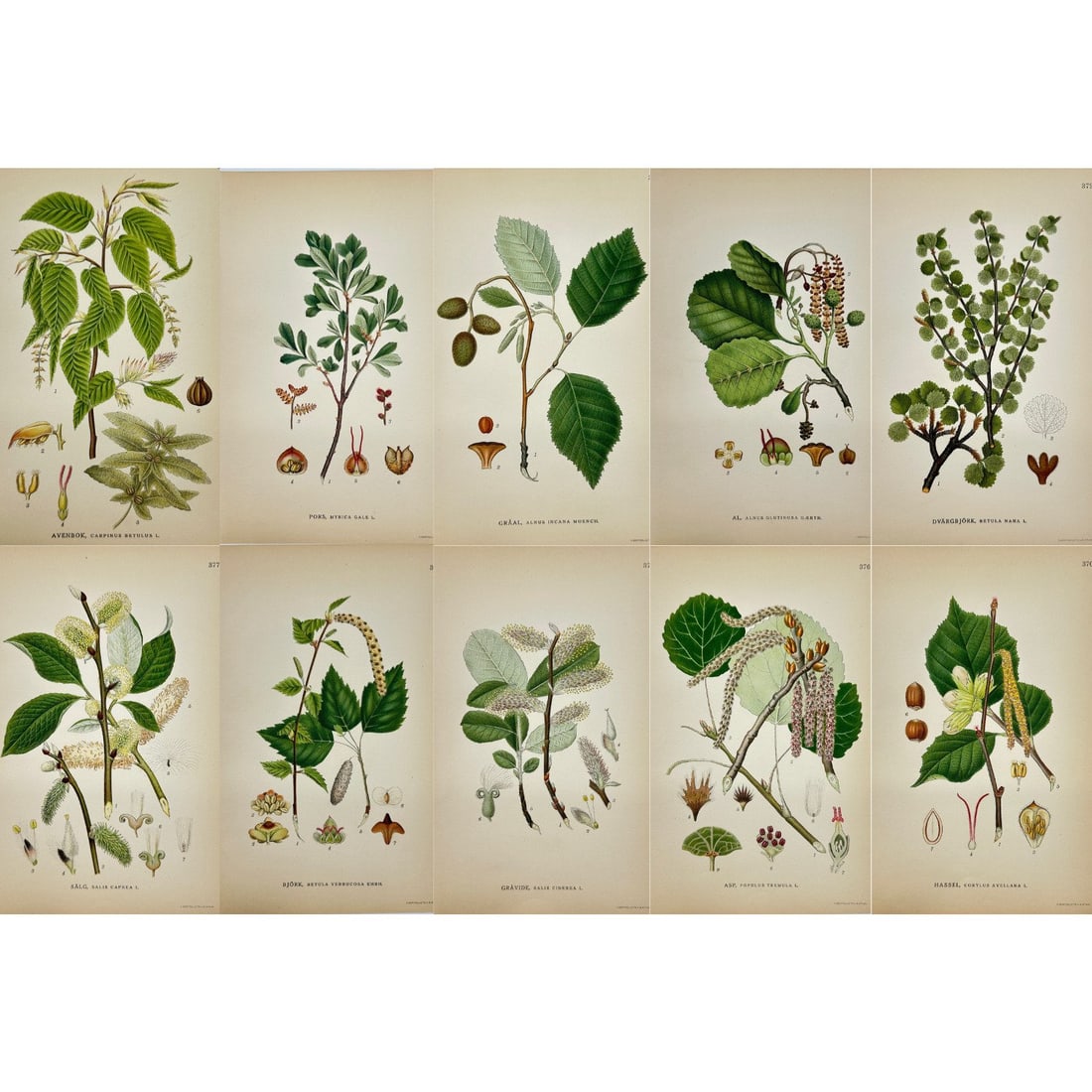 Carl Lindman – Set of 10 Botanical Prints – Grey Willow, Goat Willow, Populus – (1 of 11)