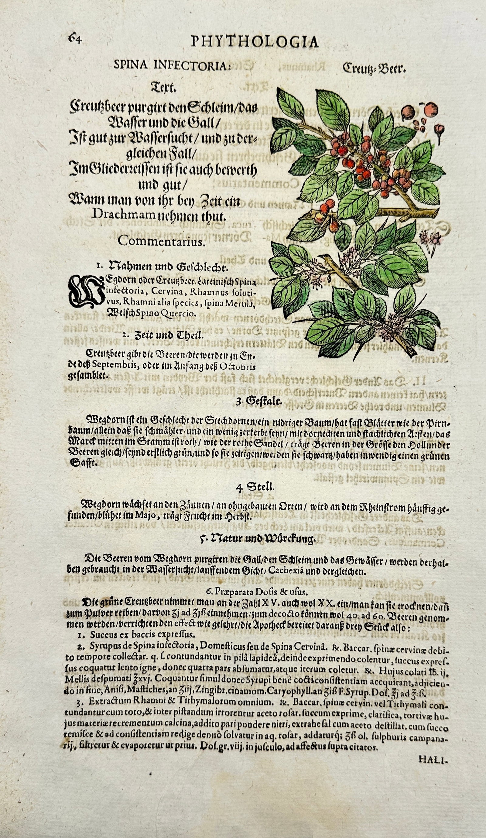 Johann Joachim Becher – Hand-coloured Botanical Engraving – Spina Insectoria (Hawthorn) (1 of 3)