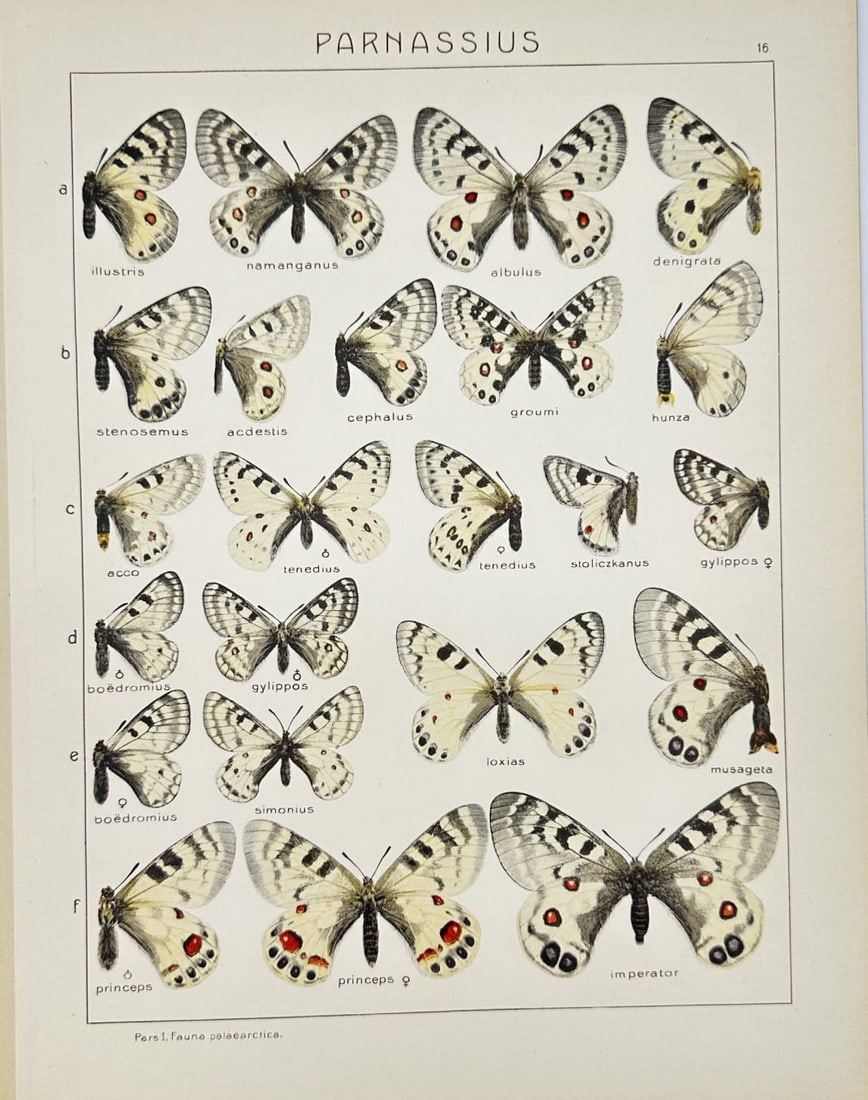 Adalbert Seitz – Parnassius Butterfly – Chromolithography (1909–1915): This vibrant chromolithography is from Adalbert Seitz’s Die Gross-Schmetterlinge der Erde (The Macrolepidoptera of the World). The work was published in Stuttgart by Fritz Lehmann's Verlag between 1