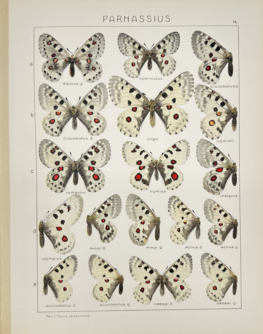 Adalbert Seitz – Parnassius Butterfly – Chromolithography (1909–1915): This vibrant chromolithography is from Adalbert Seitz’s Die Gross-Schmetterlinge der Erde (The Macrolepidoptera of the World). The work was published in Stuttgart by Fritz Lehmann's Verlag between 1