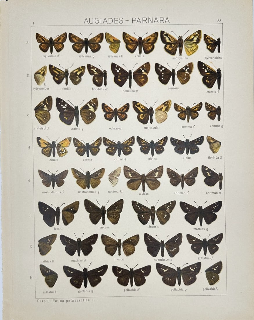 Adalbert Seitz – Ismene Butterfly – Chromolithography (1909–1915): This vibrant chromolithography is from Adalbert Seitz’s Die Gross-Schmetterlinge der Erde (The Macrolepidoptera of the World). The work was published in Stuttgart by Fritz Lehmann's Verlag between 1