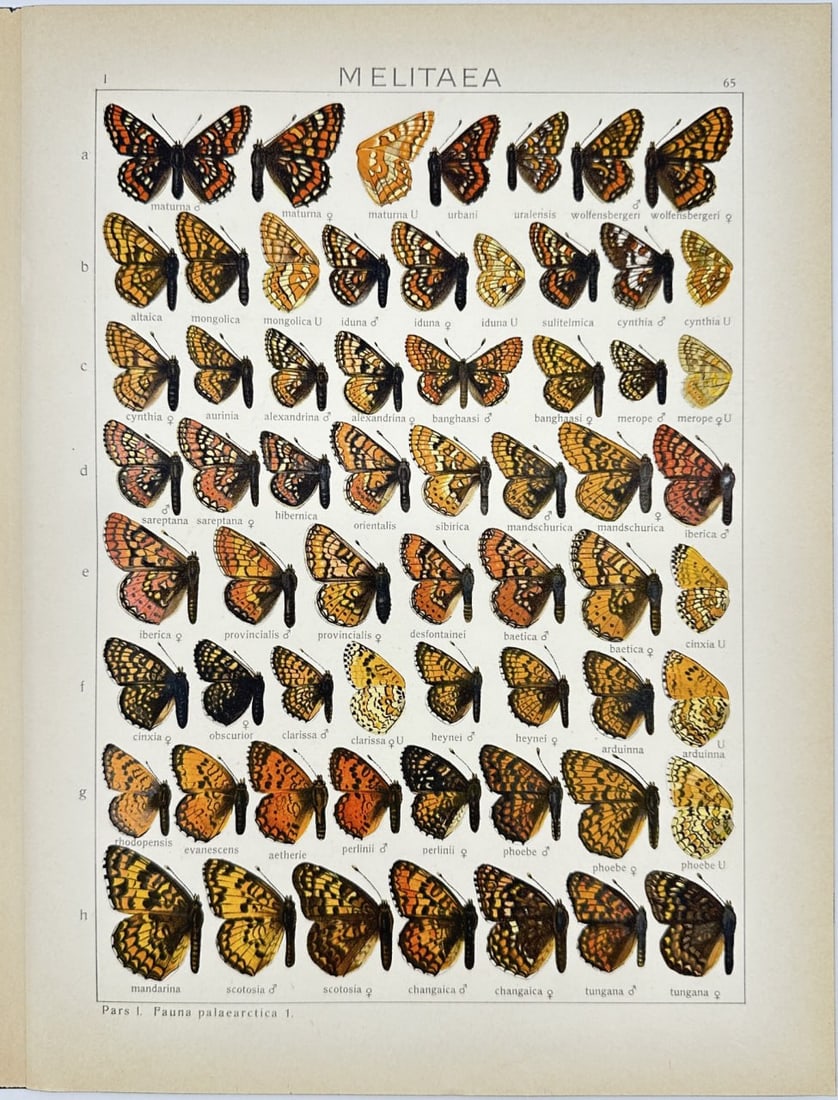 Adalbert Seitz – Antique Butterfly Chromolithography – Chromolithography (1909–1915): This vibrant chromolithography is from Adalbert Seitz’s Die Gross-Schmetterlinge der Erde (The Macrolepidoptera of the World). The work was published in Stuttgart by Fritz Lehmann's Verlag between 1