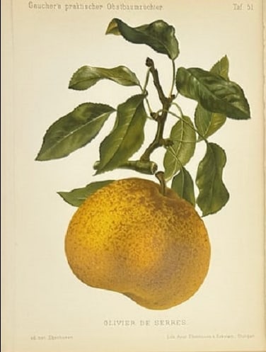 Johann Georg Keller – Antique Fruit Print – Olivier de Serres Pear – Chromolithograph (1894) (1 of 1)