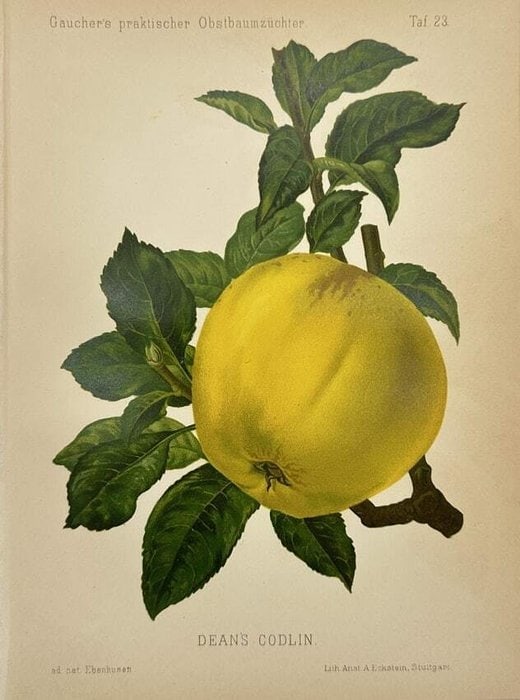 Nicolas Gaucher – Antique Apple Print – Dean’s Codlin – Chromolithograph (1894) (1 of 1)