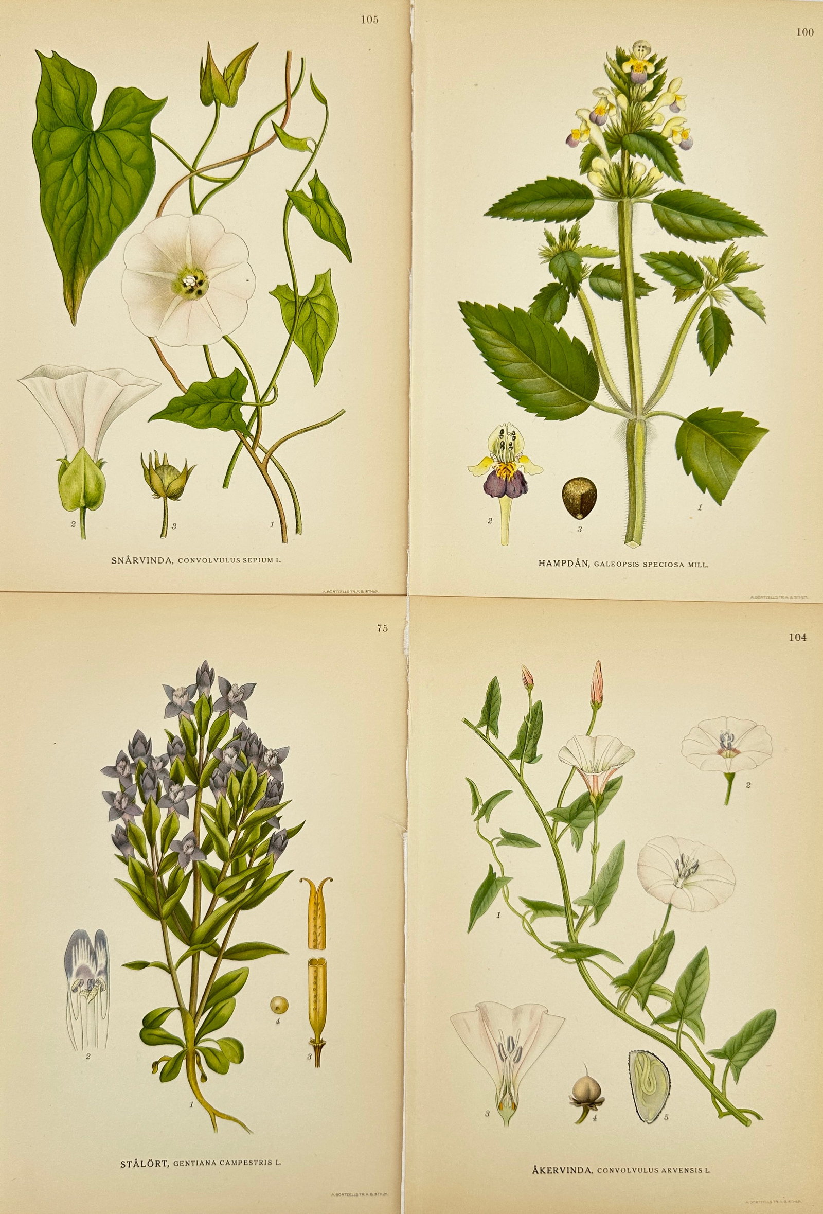 Carl Lindman – Set of 4 Botanical Prints – Convolvulus Sepium, Galeopsis Speciosa, Gentiana: This set features 4 detailed botanical prints depicting Convolvulus sepium, Galeopsis speciosa, Gentiana campestris, and Convolvulus arvensis. Each plate presents precise, colored illustrations of the