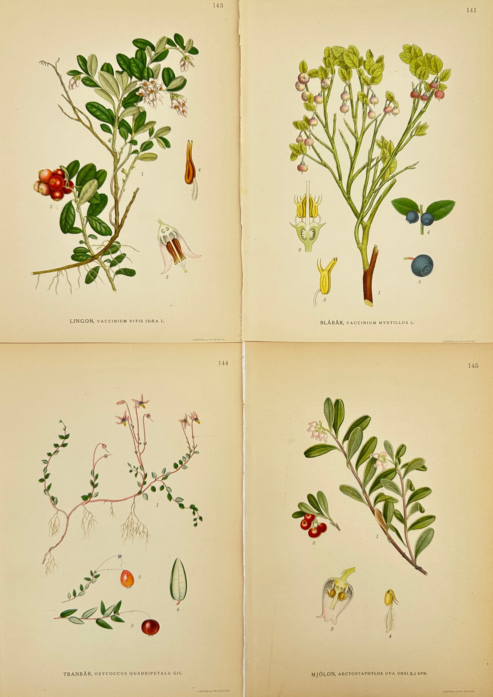 Carl Lindman – Set of 4 Botanical Prints – Vaccinium Vitis-Idaea, Vaccinium Myrtillus, Oxycoccus: This set of 4 botanical prints features detailed color illustrations of Vaccinium vitis-idaea (lingonberry), Vaccinium myrtillus (bilberry), Oxycoccus quadripetalus (cranberry), and Arctostaphylos uva