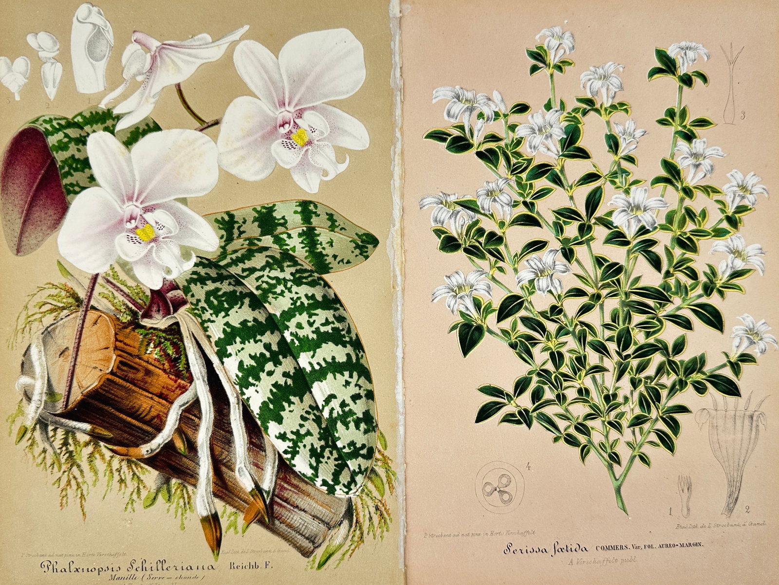 P. Stroobant – Set of 2 Botanical Lithographs – Phalaenopsis Schilleriana and Serissa Foetida (1 of 2)