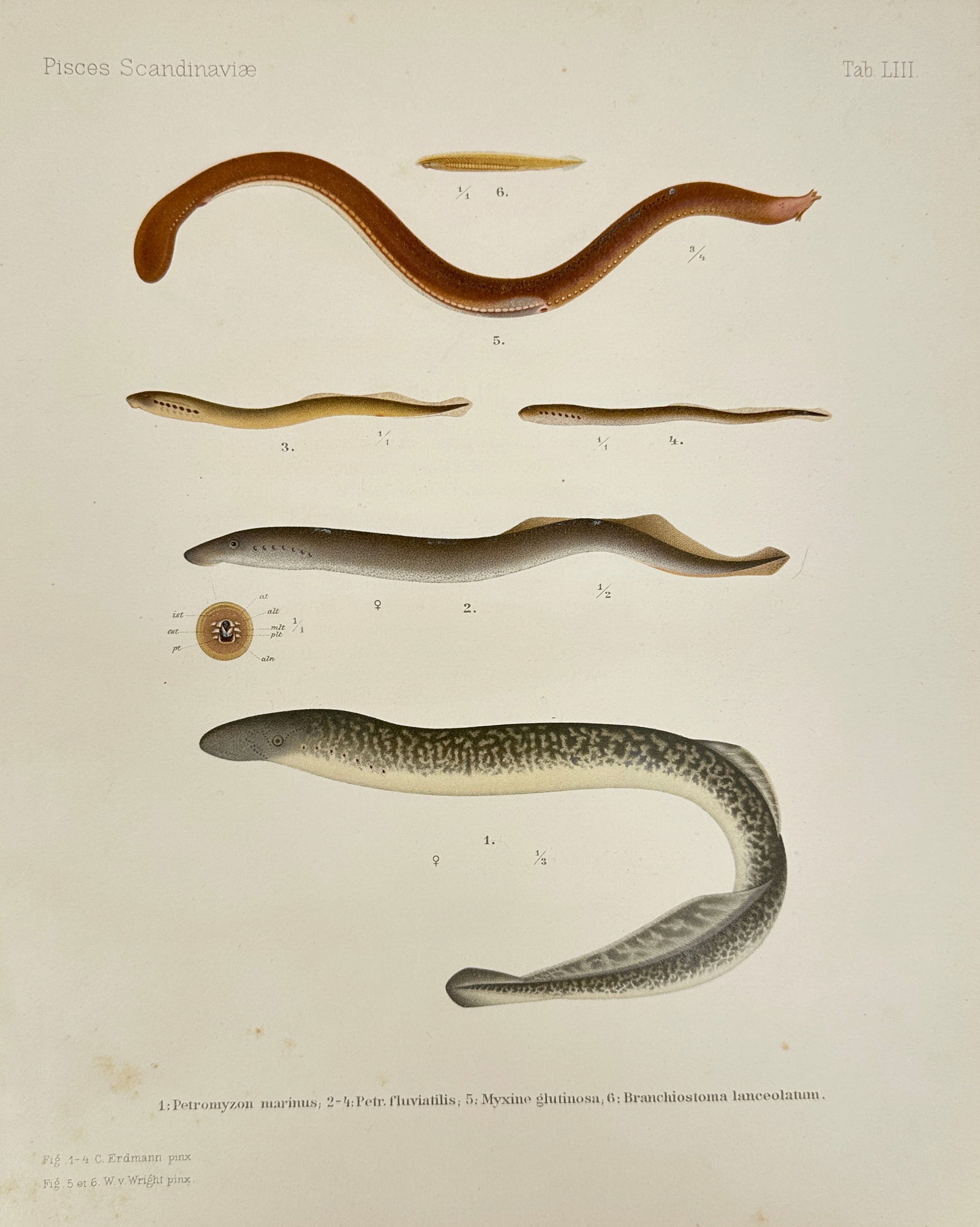 Wilhelm Wright – Fish Study Plate from Pisces Scandinaviae – Lampreys and Hagfish (1 of 2)