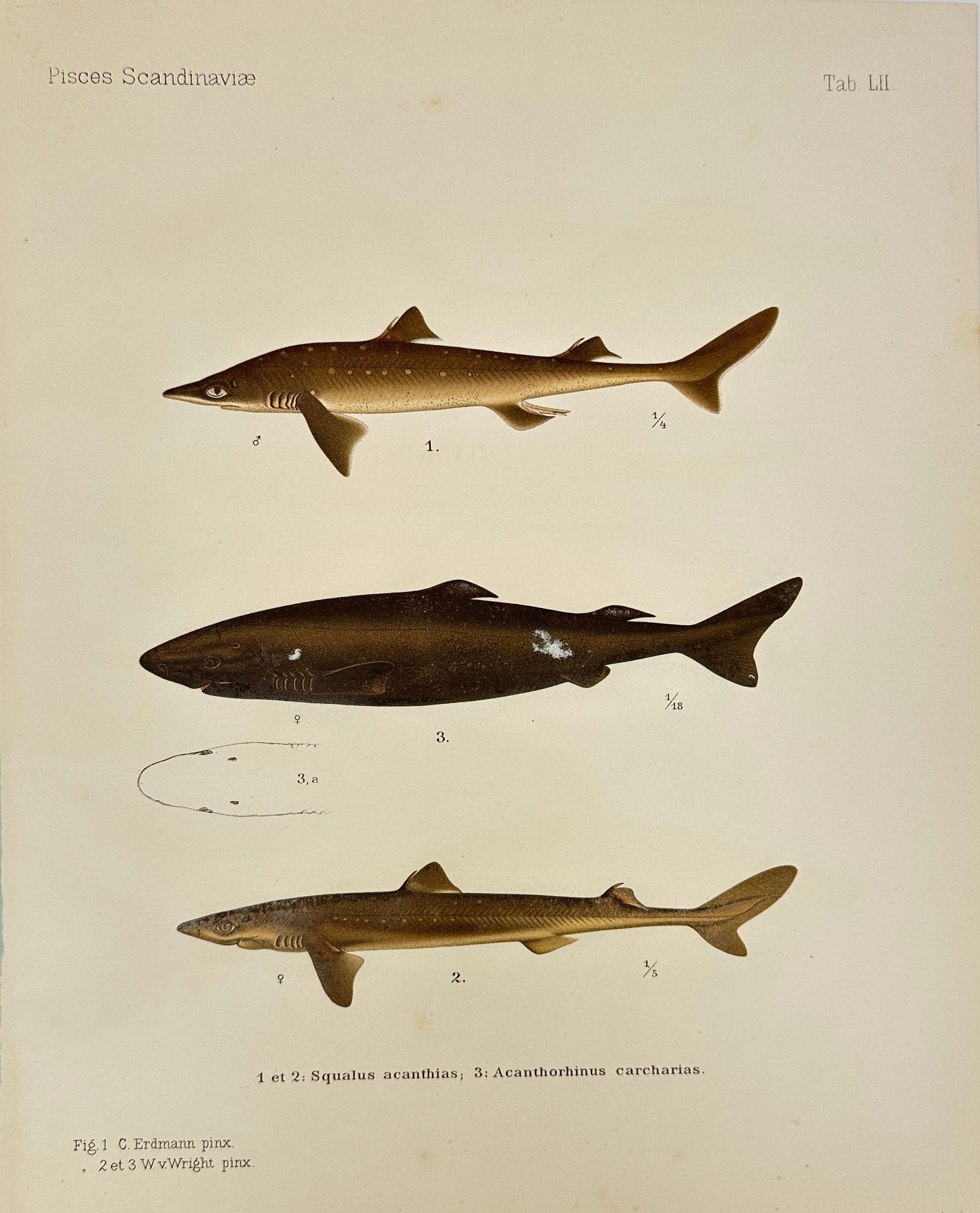 Wilhelm Wright – Fish Study Plate from Pisces Scandinaviae – Sharks: Squalus acanthias and (1 of 2)