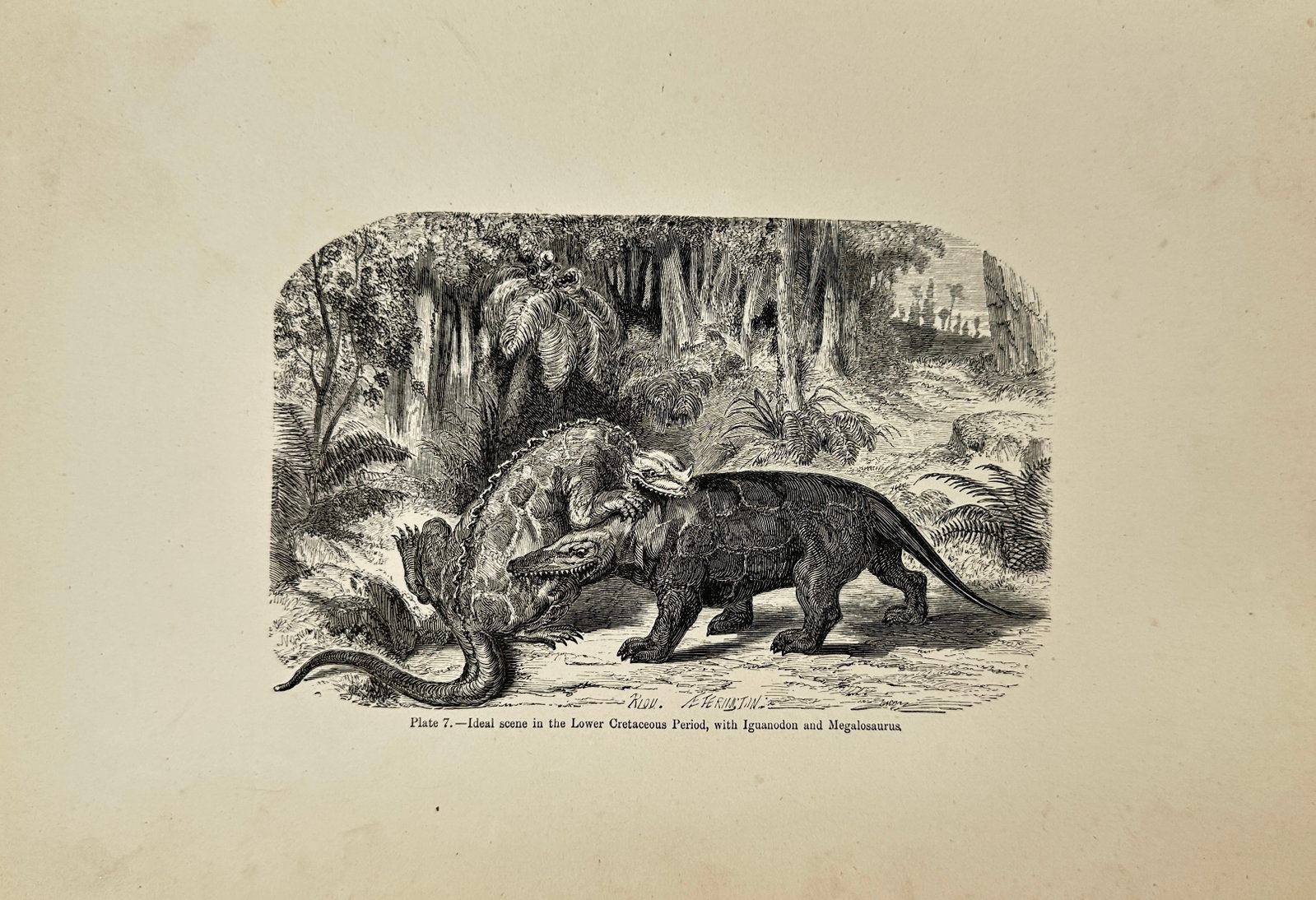 Édouard Riou (1833–1900) – Ideal Scene of the Lower Cretaceous – Iguanodon and Megalosaurus: This dramatic engraving shows a speculative reconstruction of a prehistoric confrontation between an Iguanodon and a Megalosaurus, imagined within a lush Cretaceous jungle. The work was created by Éd